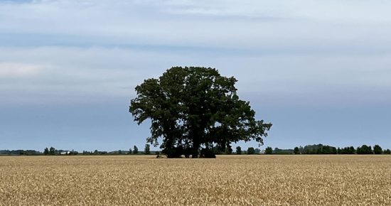 picture of a tree in a field